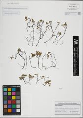 Foto von Salix herbacea L.